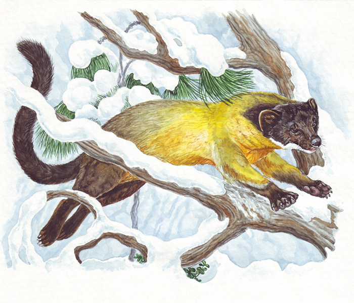 Заблудившаяся тропиканка.