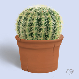 Кактус Эхинокактус