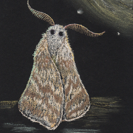 Ночной гость