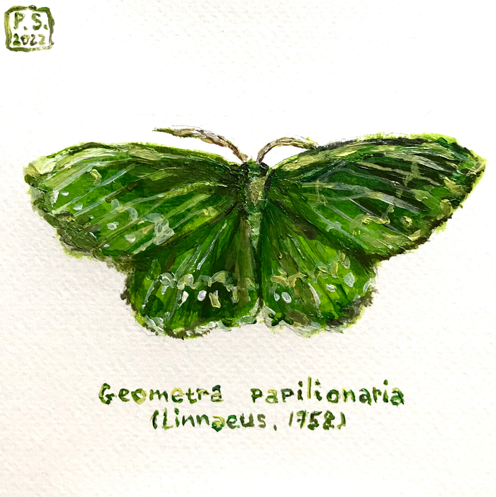 Пяденица зелёная большая