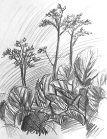 цветущий бадан