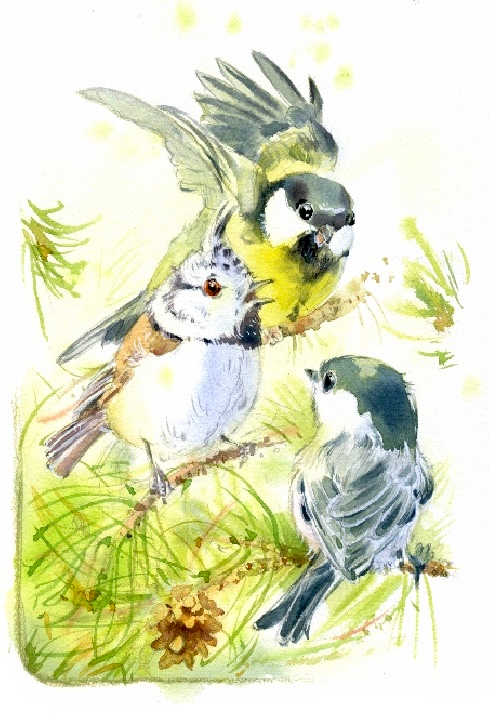 Зинька в компании других синичек