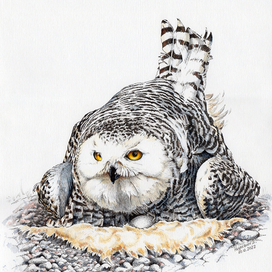 Полярная сова 3 