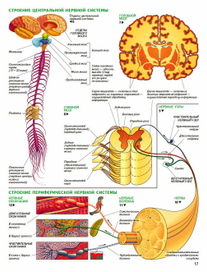 анатомия человека. ЦНС