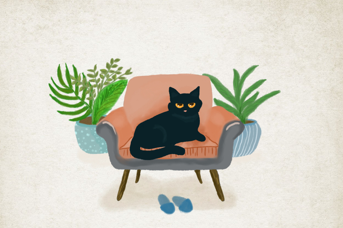 Кот на кресле 