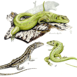 Прыткая ящерица (lacerta agilis)