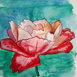 Beautiful summer flower