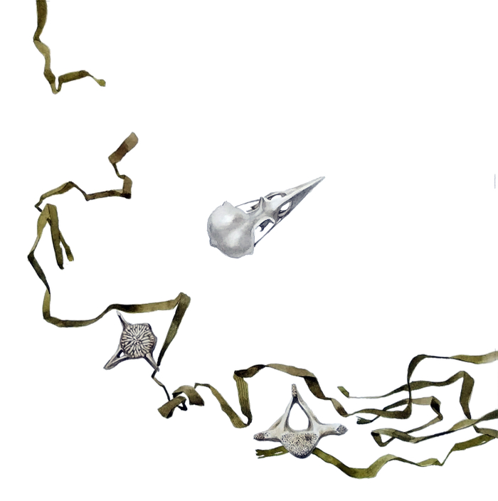 Дары моря. Графическая сага в девяти частях.