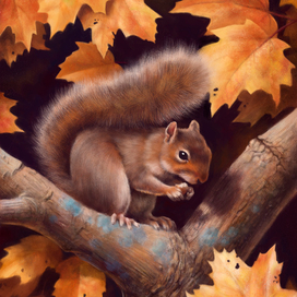 белочка осень