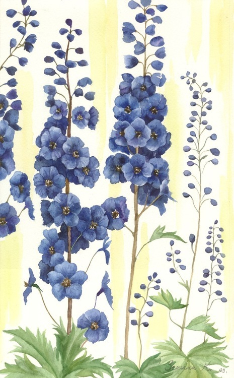 дельфиниум