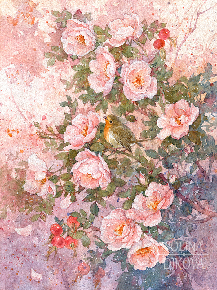 Шиповник и зарянка