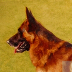 Немецкая овчарка.