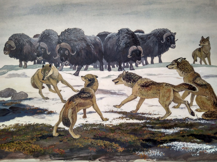 Илл. к рассказам и сказкам о природе В. Зотова (12)