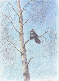 Грач на берёзе