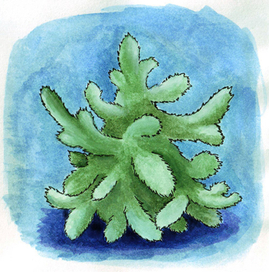 А вы уже нарядили елку?)