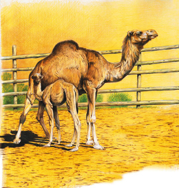 верблюд