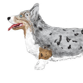 Вельш корги кардиган