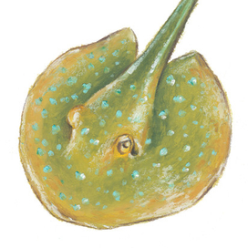 Скат, алфавит дикой пироды