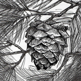 Кедровая шишка