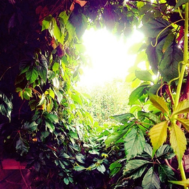 Виноградная нора