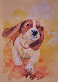 Щенок бассета