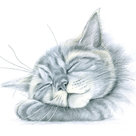 Котишка-сплюшка