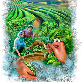 Для упаковки чая