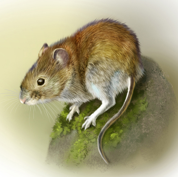 полевка рыжая