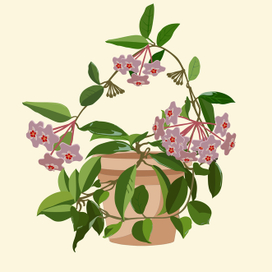 Хойя- комнатное растение