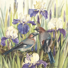 Две сойки в фиолетовых ирисах