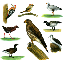 Птицы. Красная книга России