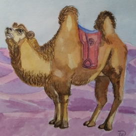 Вася.Верблюд.