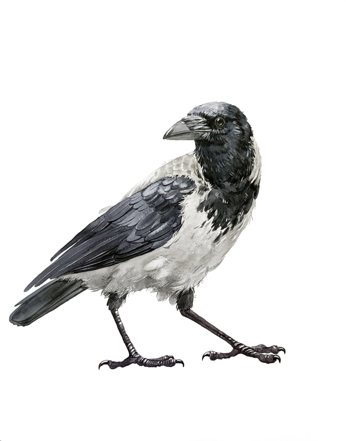 Серая ворона