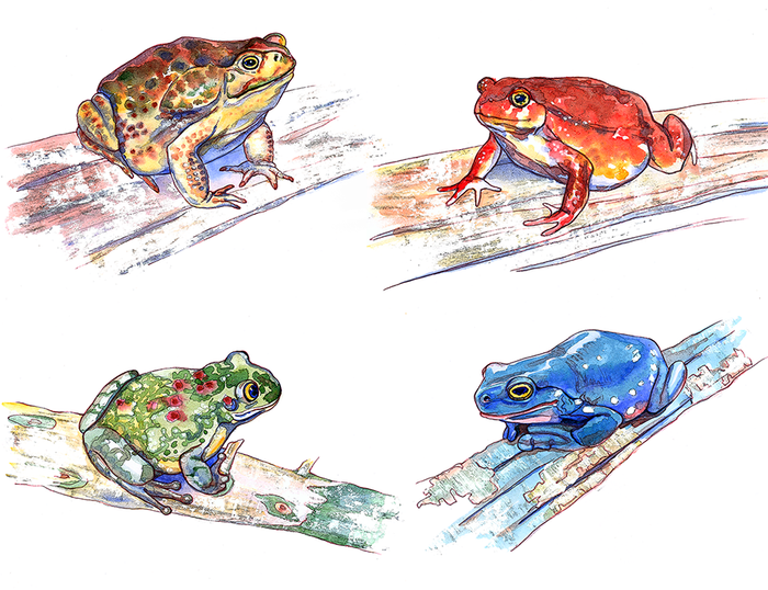 Жабы, квакши и лягушки