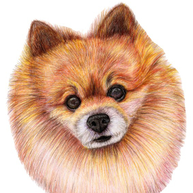 солнышко шпиц 