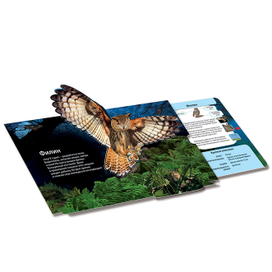 Разворот pop-up книги "Живая книга леса"