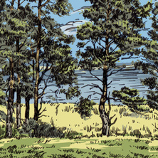 Пейзаж с соснами