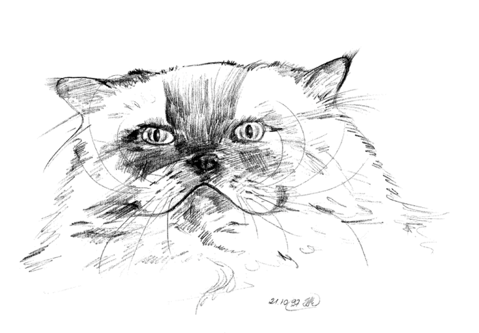 Породы кошек домашних