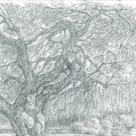 Старое дерево в Королевском саду Валенсии