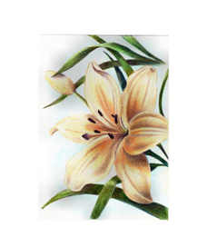 Lilium