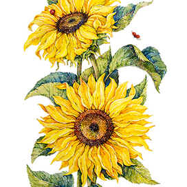 Подсолнухи