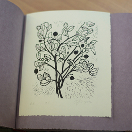 гравюра Черника