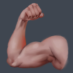 Анатомические стадики!