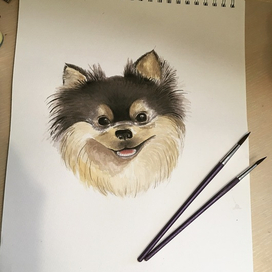 Домашний любимец