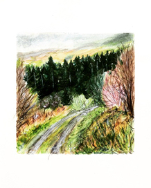 Дорога в лесу