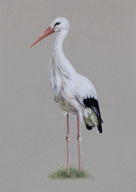 Белый аист