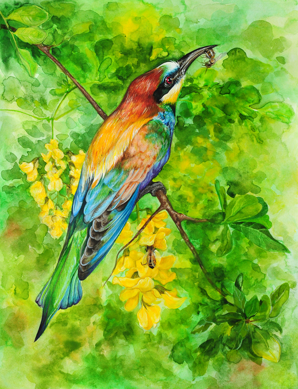 Щурка золотистая