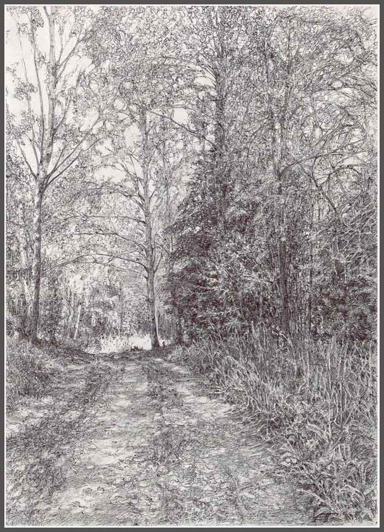 лесная дорожка