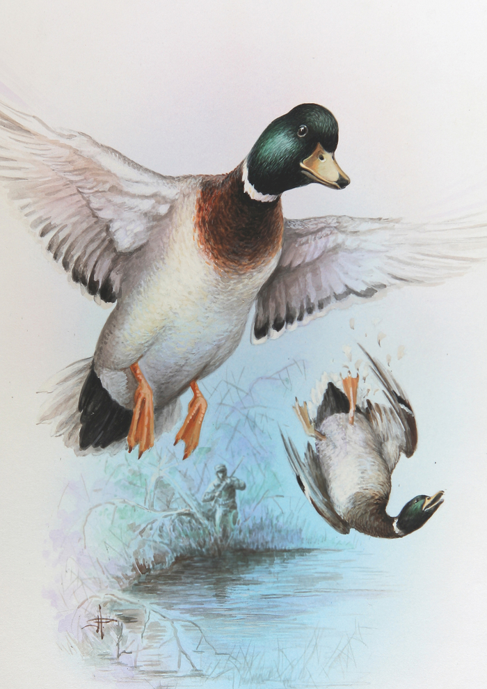 Утиная охота...