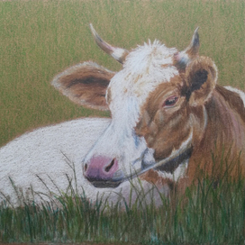 Коровка на лугу